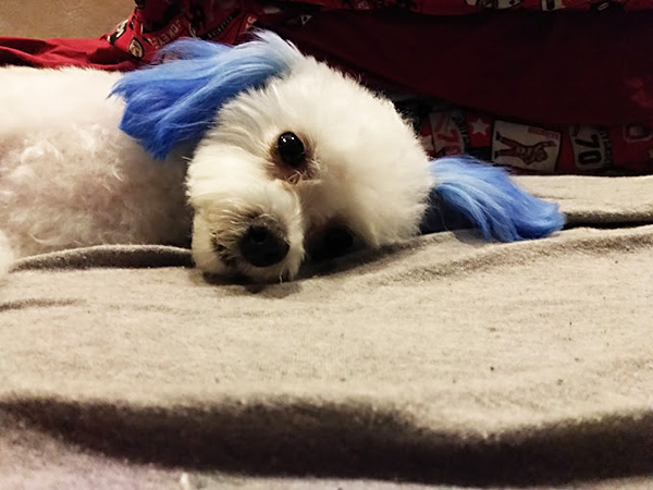 Dog De-Shedding Collinsville